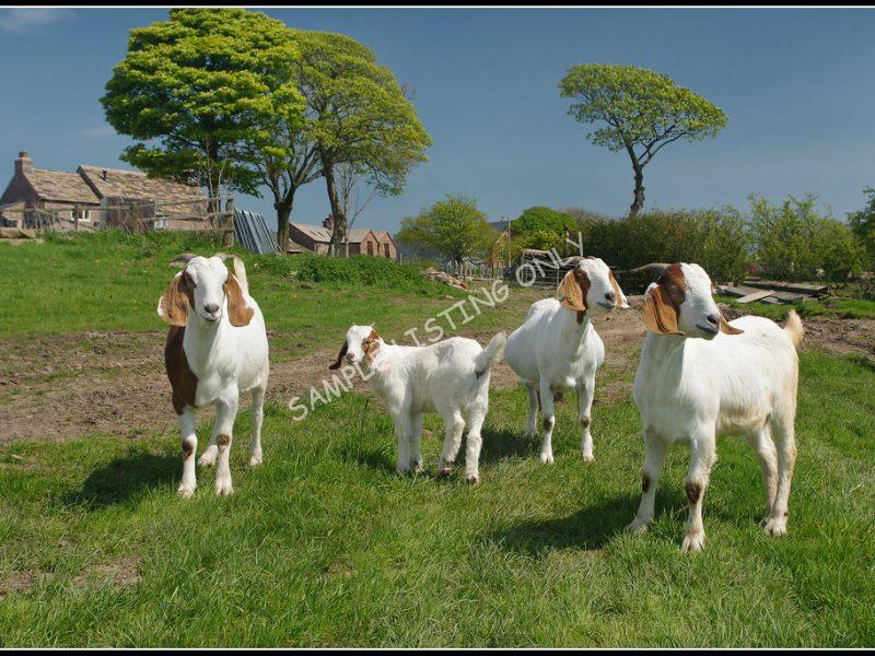Nigerian Live Boer Goats
