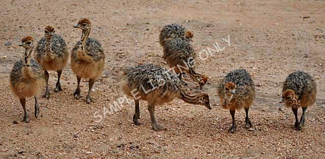 Nigeria Ostrich Chicks