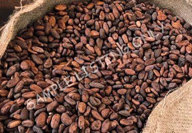 Nigeria Cocoa Beans