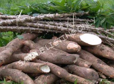 Fresh Nigeria Cassava