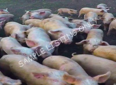 Nigeria Healthy Pigs