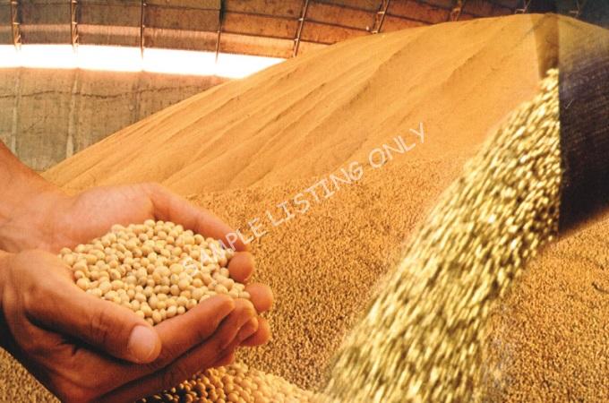 Fresh Dry Nigeria Soya Beans