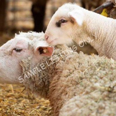 Healthy Nigeria Sheep
