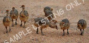 Nigeria Guinea Fowls